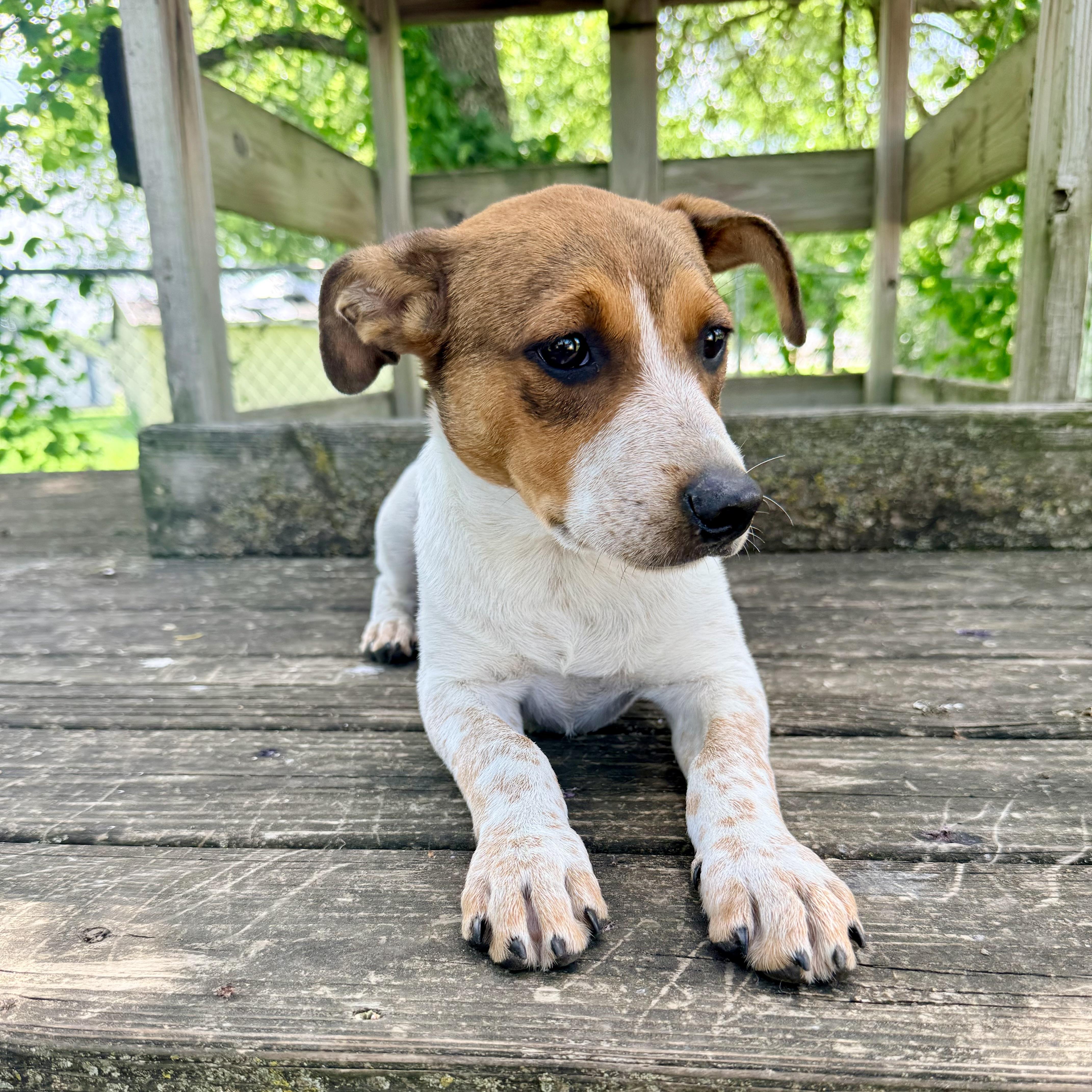 Scooby, an adopted mixed breed in Albany, MO image 3/6