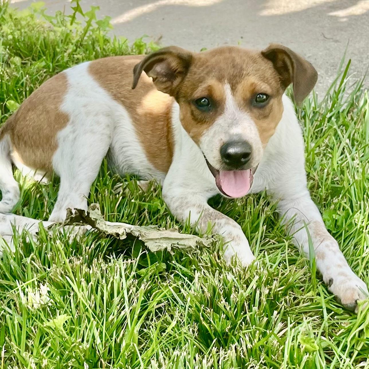 Scooby, an adopted mixed breed in Albany, MO image 2/6