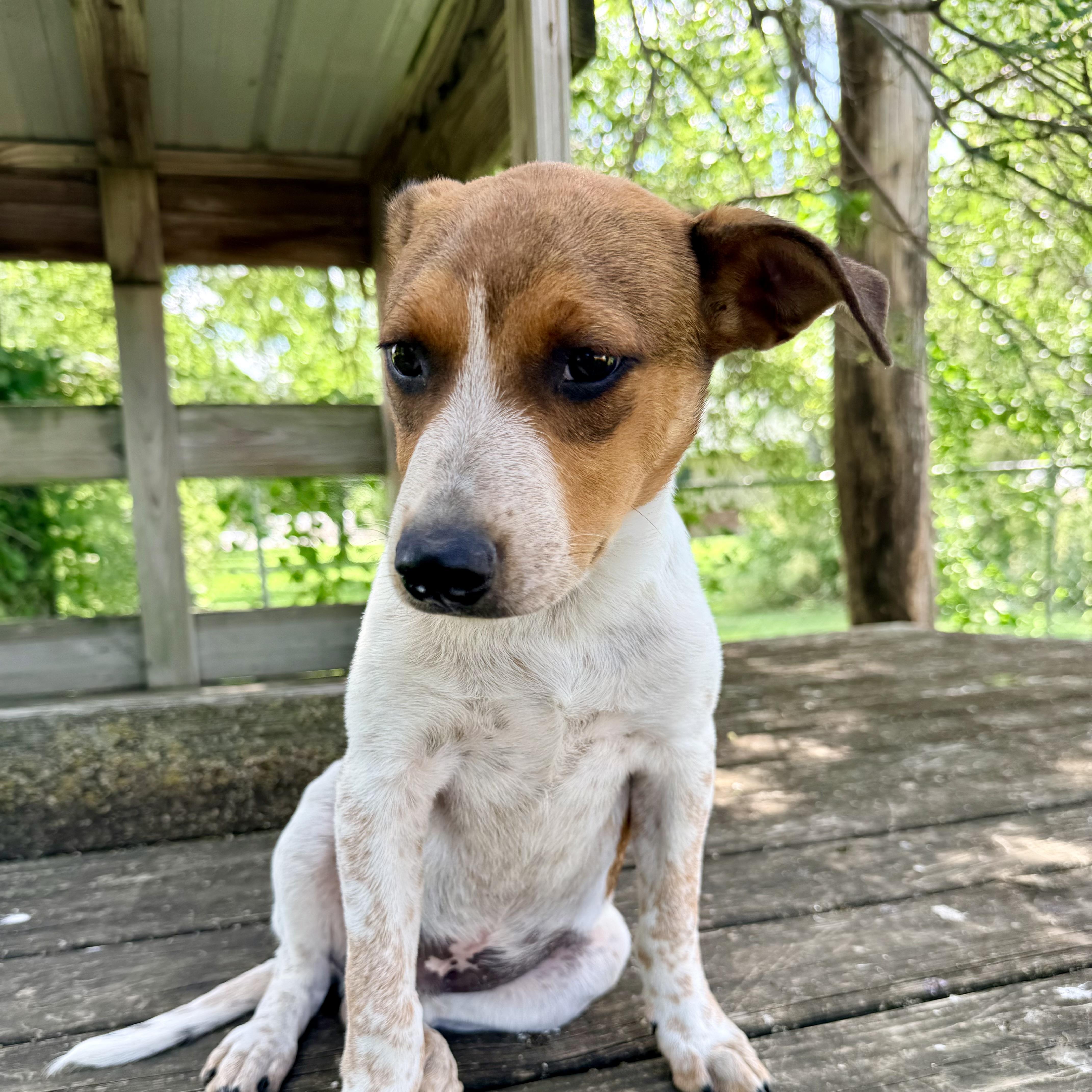 Scooby, an adopted mixed breed in Albany, MO image 4/6