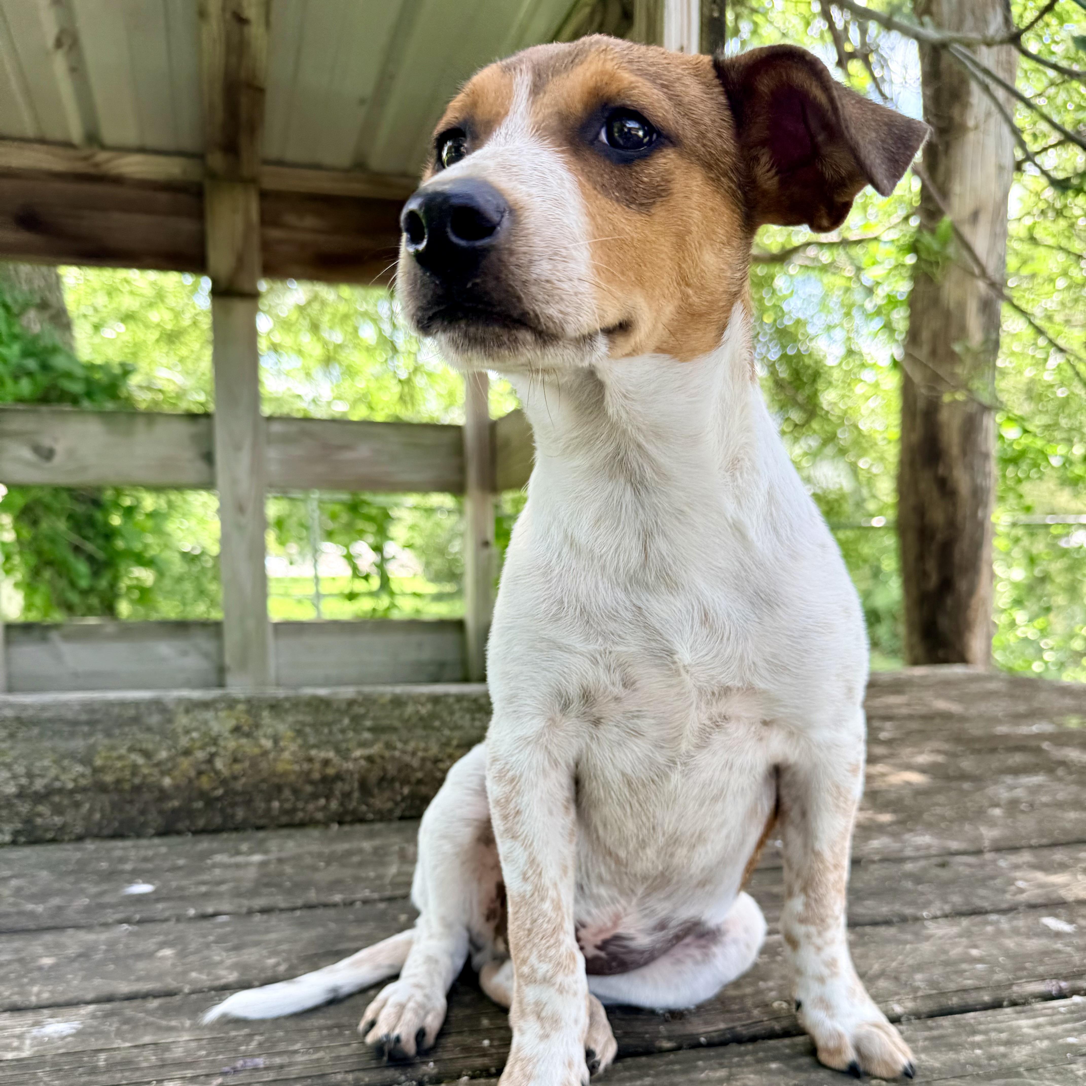 Scooby, an adopted mixed breed in Albany, MO image 5/6
