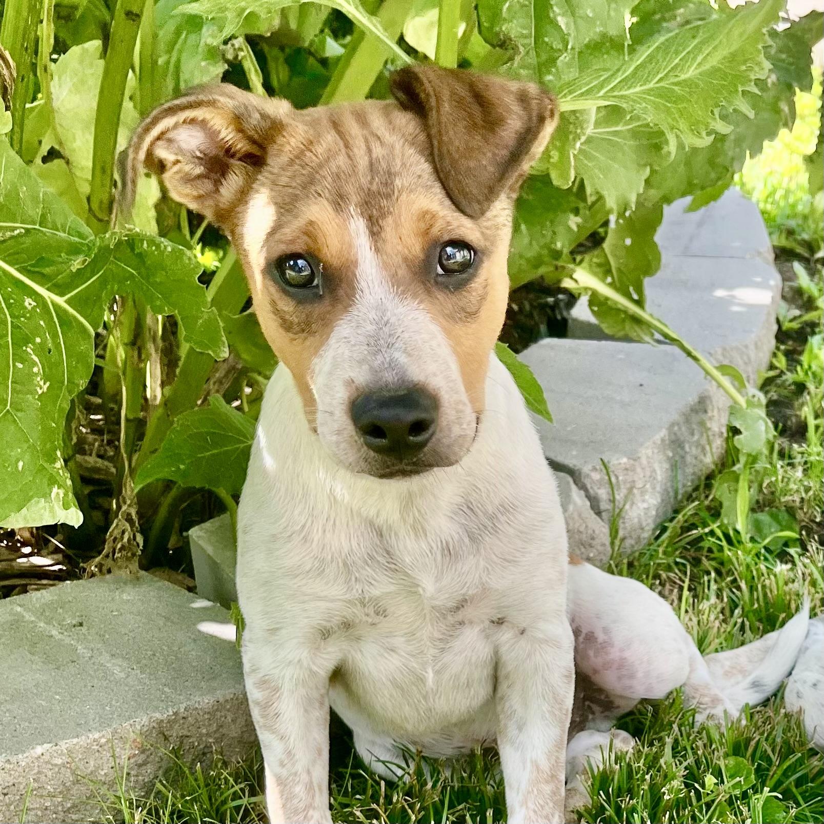 Scooby, adopted, Puppy Male Australian Cattle Dog / Blue Heeler & Mixed Breed.
