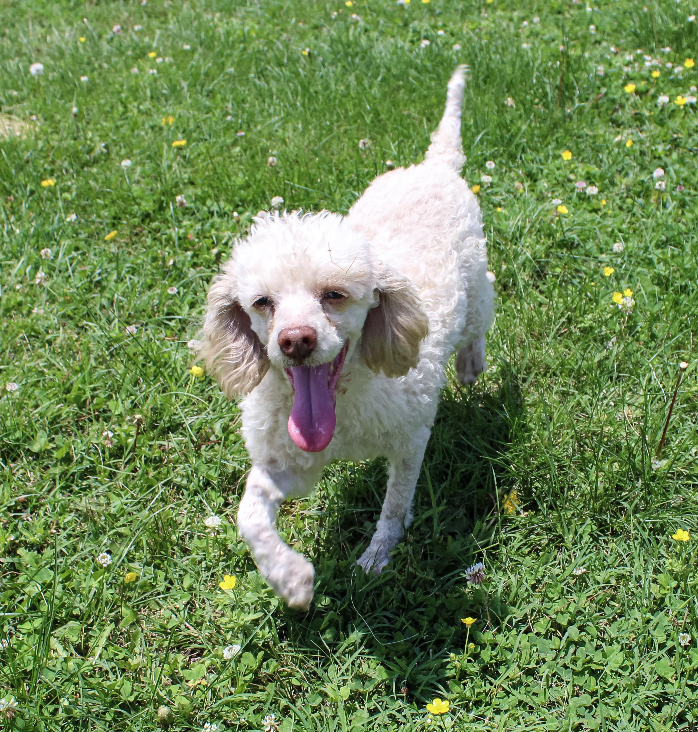 Copper, adoptable, Adult Male Miniature Poodle.