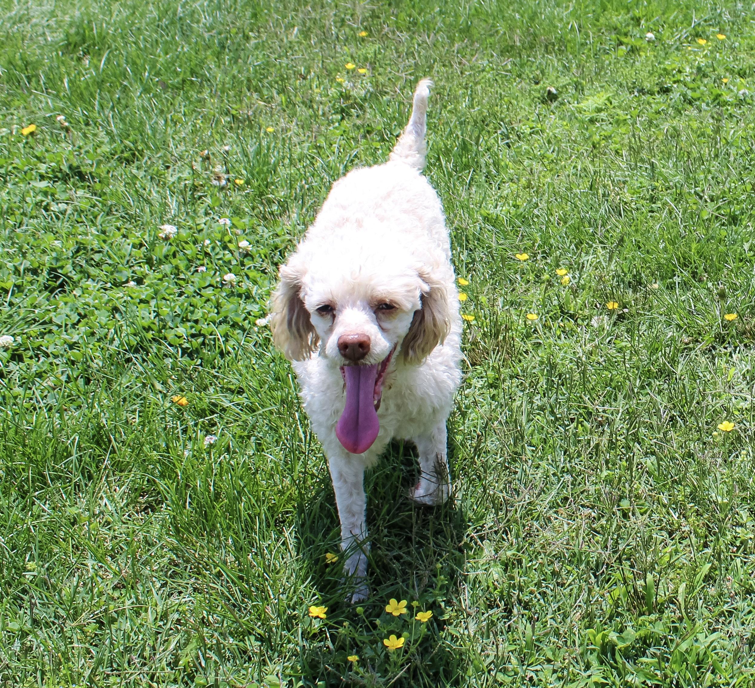 Copper, an adoptable Miniature Poodle in Neosho, MO image 2/2