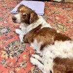 YANY - 20041286 - CA, Adopted, Adult Male Brittany Spaniel.