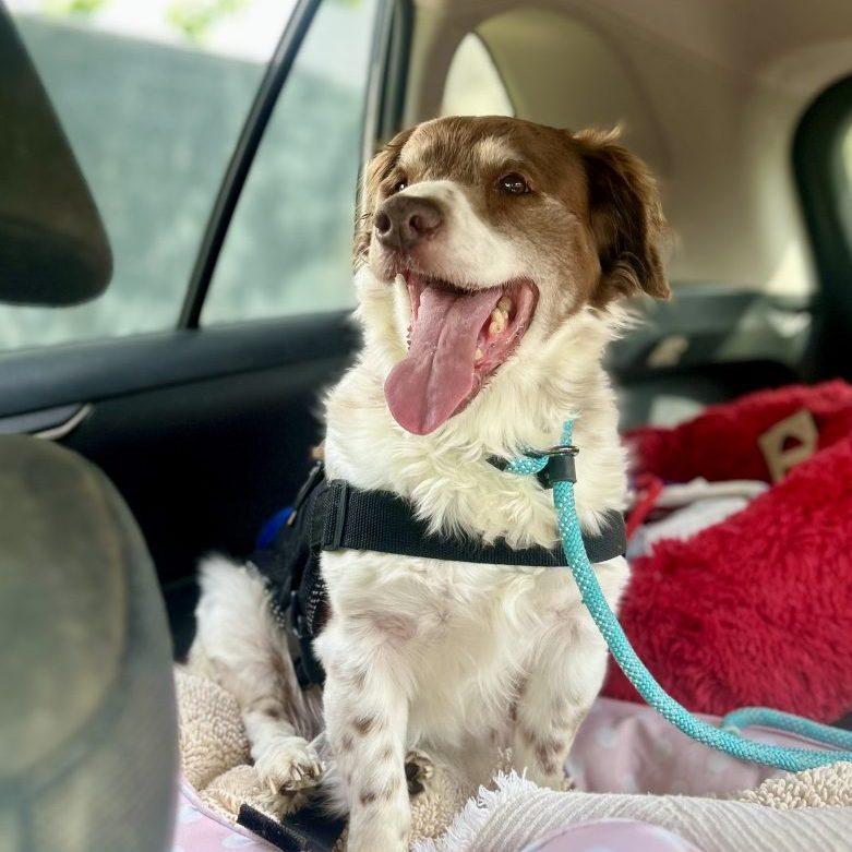 Enlarge YANY - 20041286 - CA, a Adopted Brittany Spaniel in San Francisco, CA image 2/3