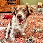 Enlarge YANY - 20041286 - CA, a Adopted Brittany Spaniel in San Francisco, CA image 3/3