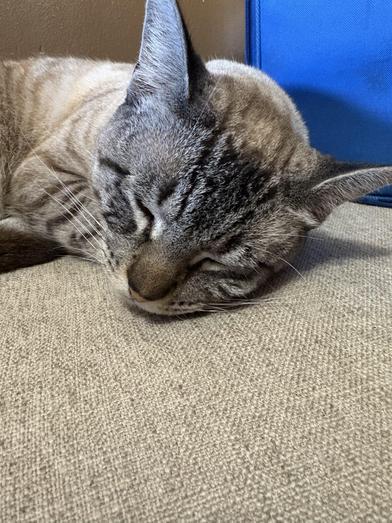 Comet — thumbnail 2