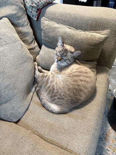 Comet — thumbnail 3