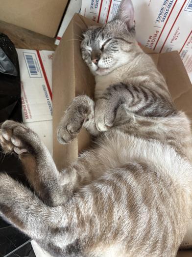 Comet — thumbnail 4