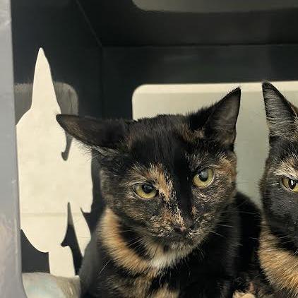Cardi B, Adoptable, Young Female Domestic Short Hair.