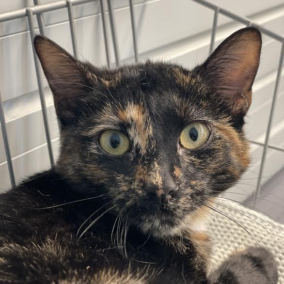 Enlarge Cardi B, a Adoptable Domestic Short Hair in Hailey, ID image 2/2