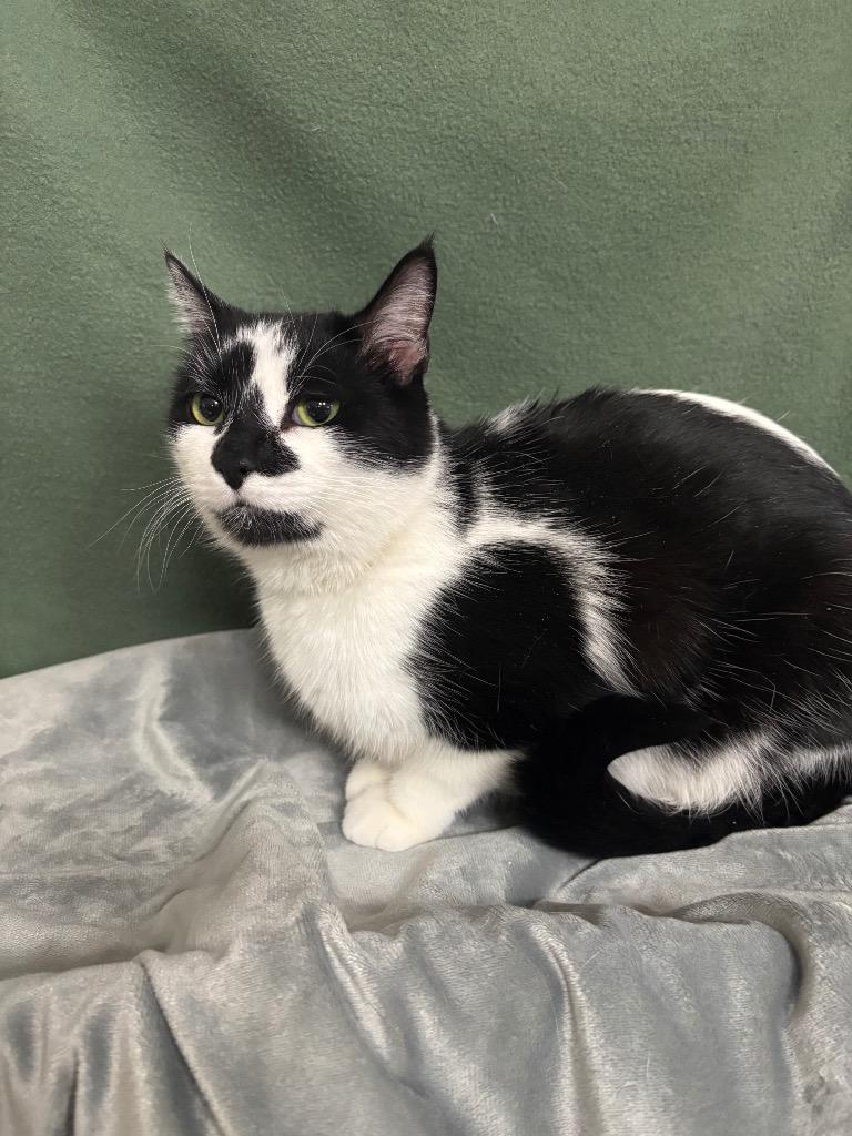 Enlarge Jack, a Adoptable mixed breed in Wabash, IN image 1/1