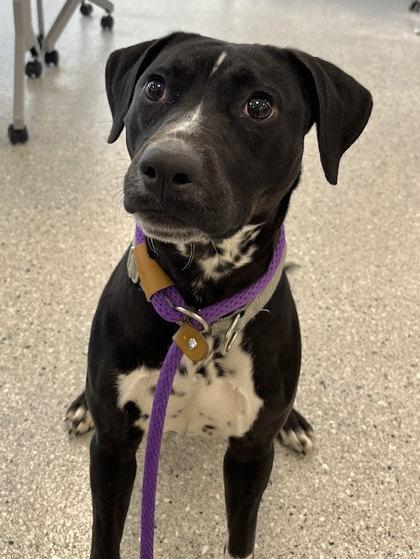 Bacall, Adoptable, Young Female Pointer & Beagle.