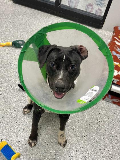 Enlarge Bacall, a Adoptable mixed breed in Akron, OH image 2/3