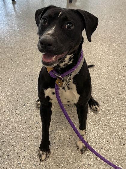 Enlarge Bacall, a Adoptable mixed breed in Akron, OH image 3/3
