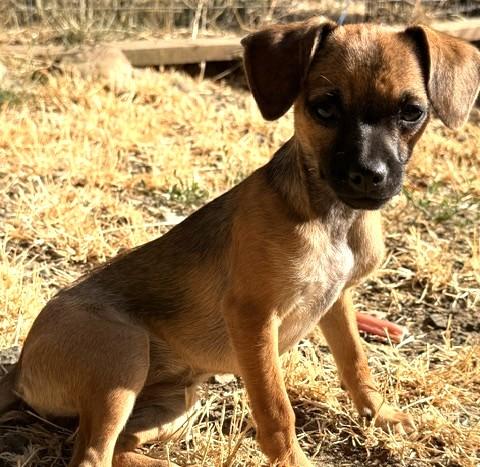 Enlarge Hope, a ADOPTABLE mixed breed in Santa Rosa, CA image 3/5