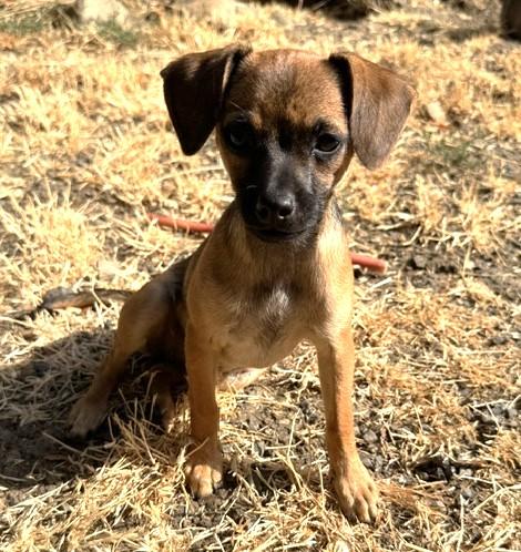 Hope, ADOPTABLE, Young Female Chihuahua.