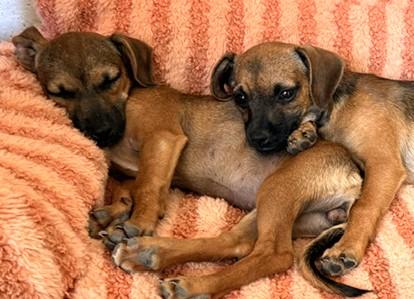 Enlarge Hope, a ADOPTABLE mixed breed in Santa Rosa, CA image 4/5
