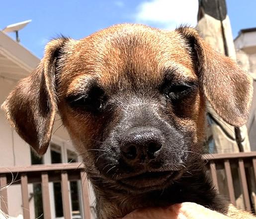 Enlarge Hope, a ADOPTABLE mixed breed in Santa Rosa, CA image 2/5