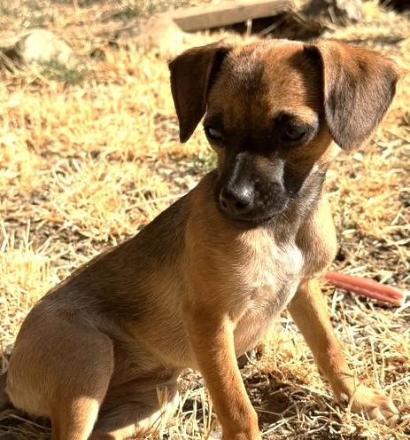 Enlarge Hope, a ADOPTABLE mixed breed in Santa Rosa, CA image 5/5