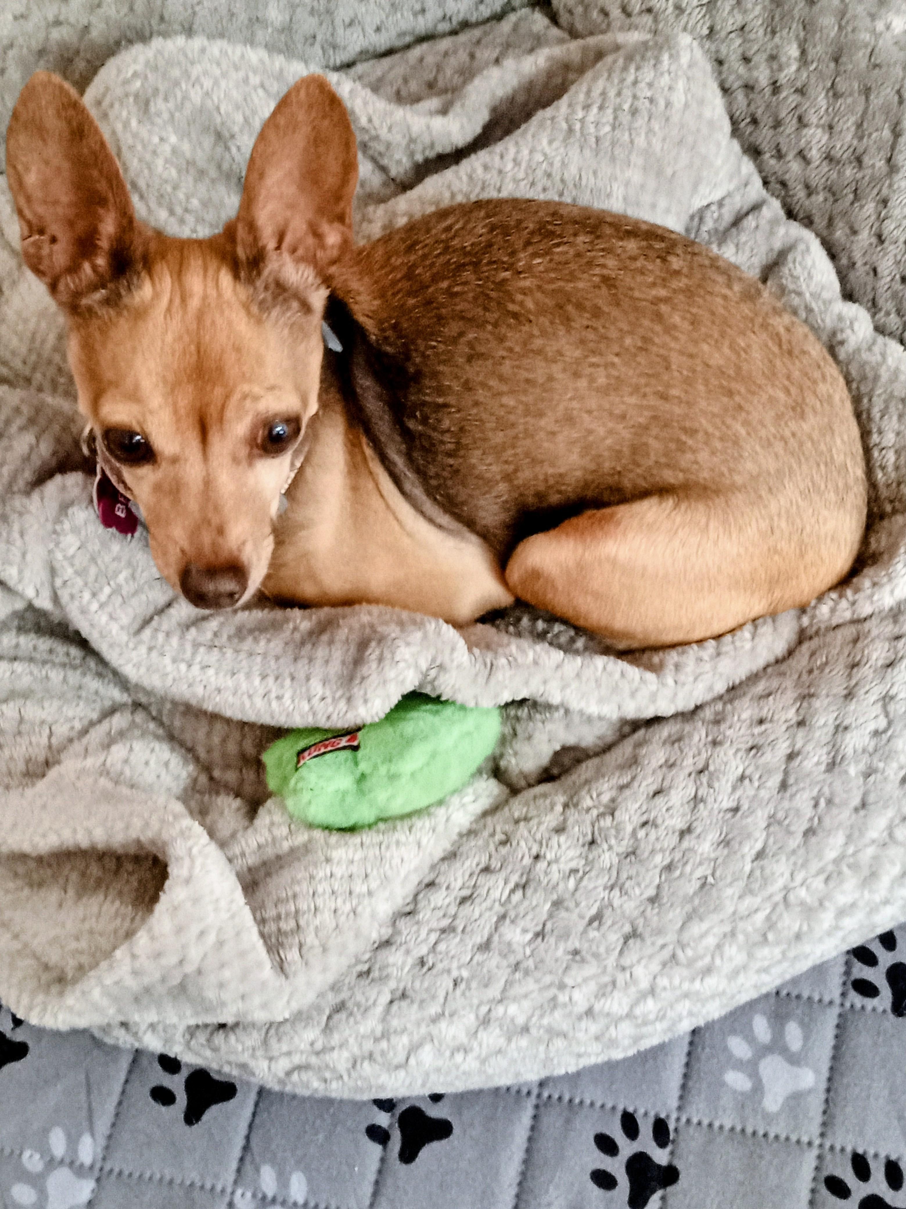 Enlarge Bella Ann, a Adoptable Chihuahua in Albuquerque, NM image 1/2