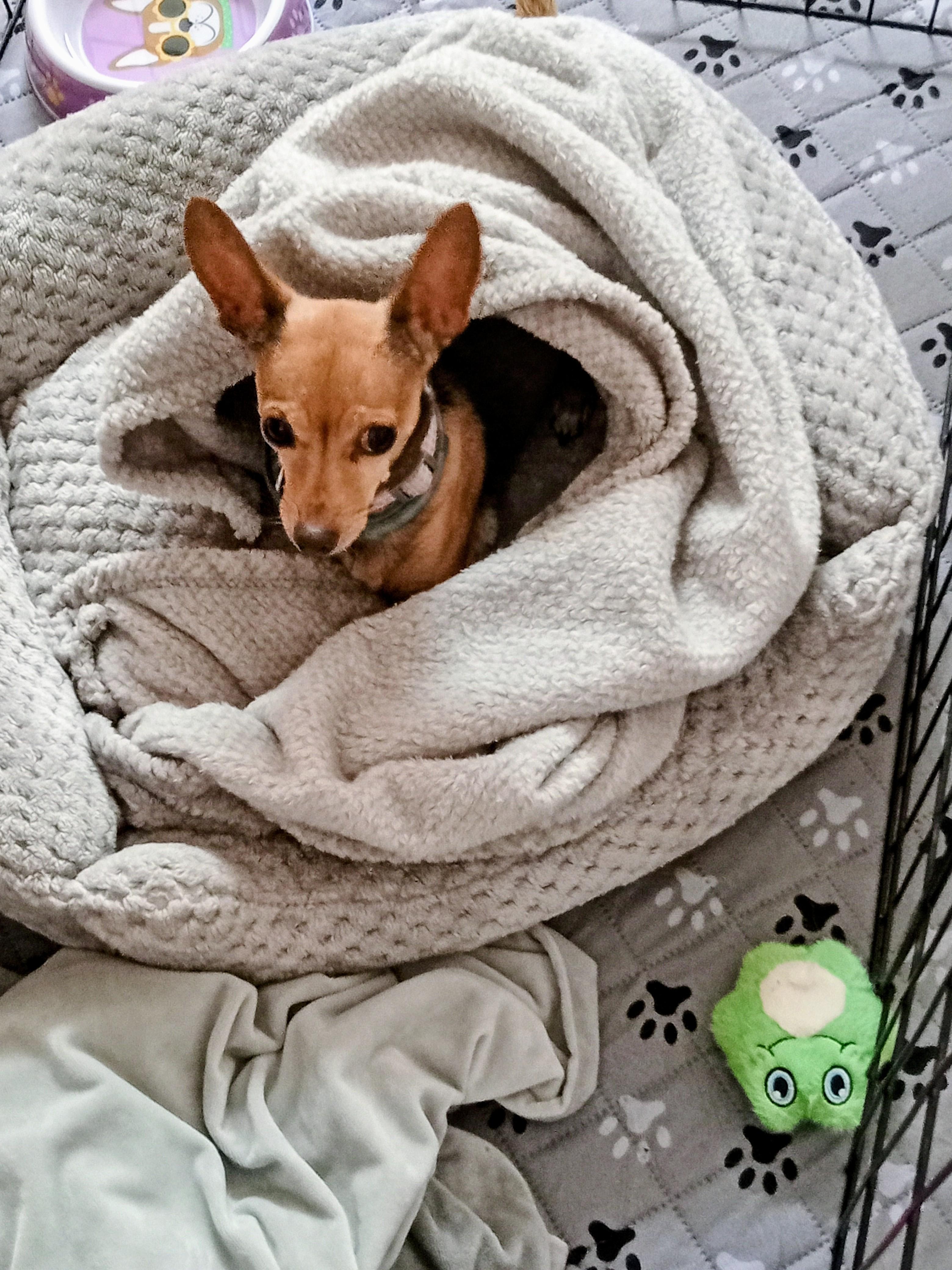 Enlarge Bella Ann, a Adoptable Chihuahua in Albuquerque, NM image 2/2