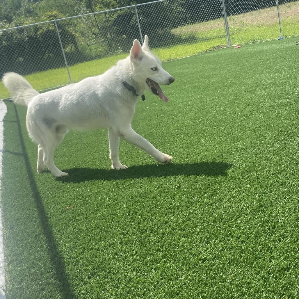 Teddy, Adoptable, Young Male Husky.