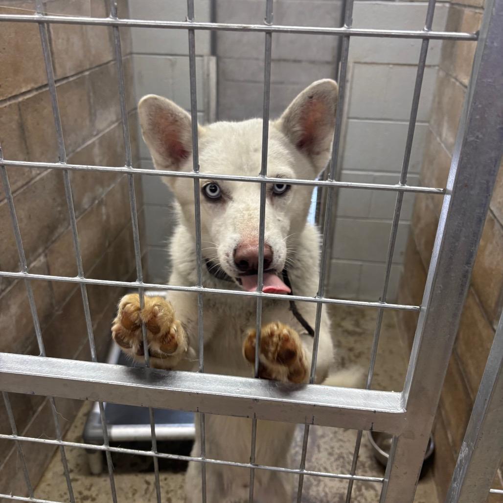 Enlarge Teddy, a Adoptable Husky in Brookfield, MO image 1/1