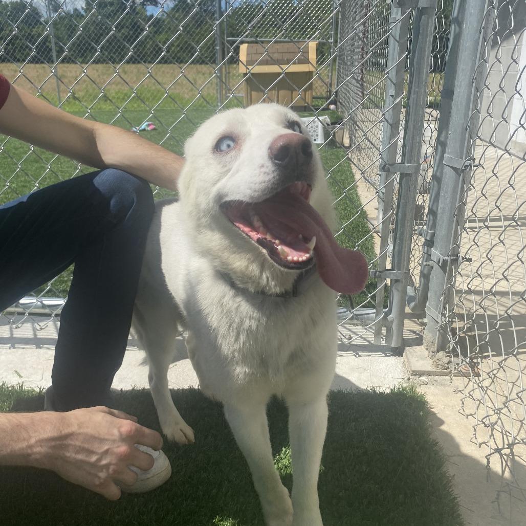 Teddy, a Adoptable Husky in Brookfield, MO image 3/3