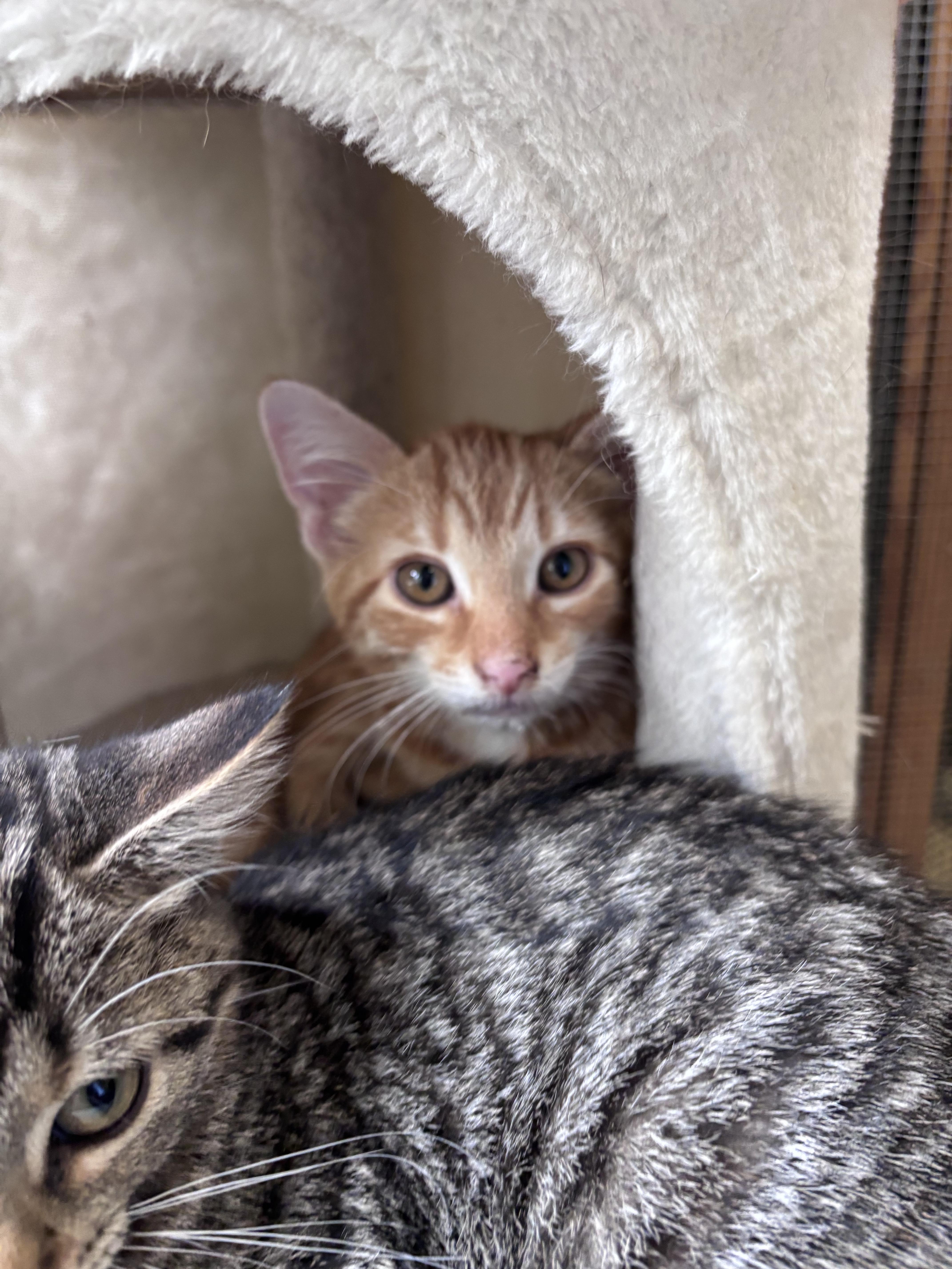 Travis, Adoptable, Young Male Domestic Short Hair.