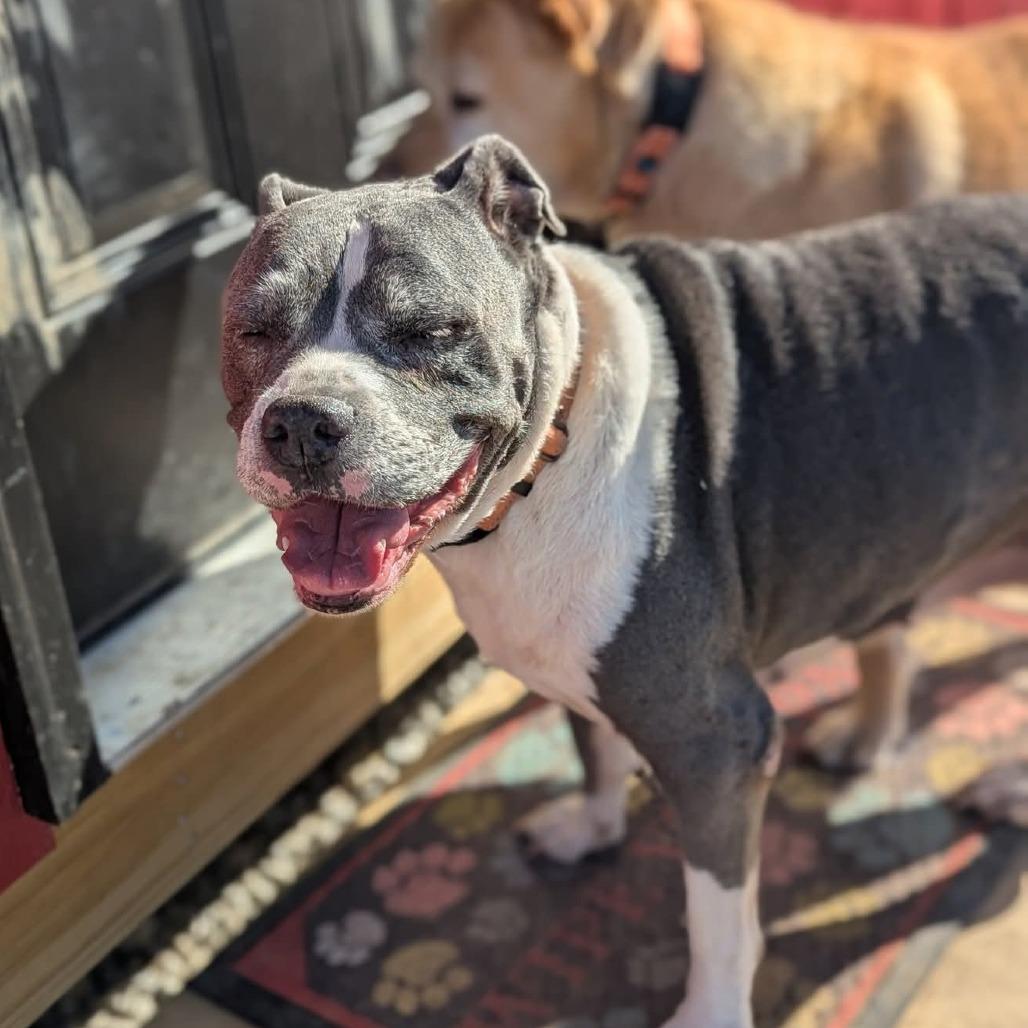 Lilly, Adoptable, Senior Female American Staffordshire Terrier & Pit Bull Terrier.