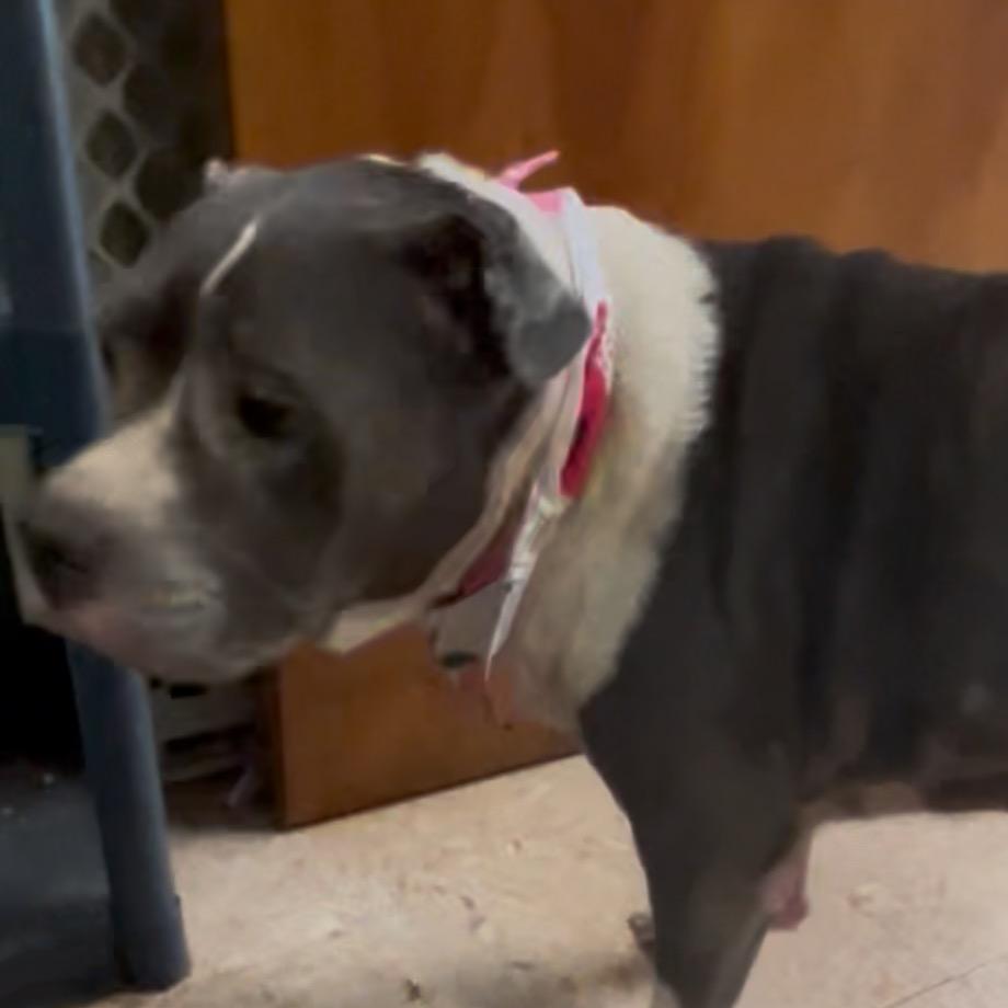 Lilly, a Adoptable mixed breed in Spring Hill, KS image 2/5