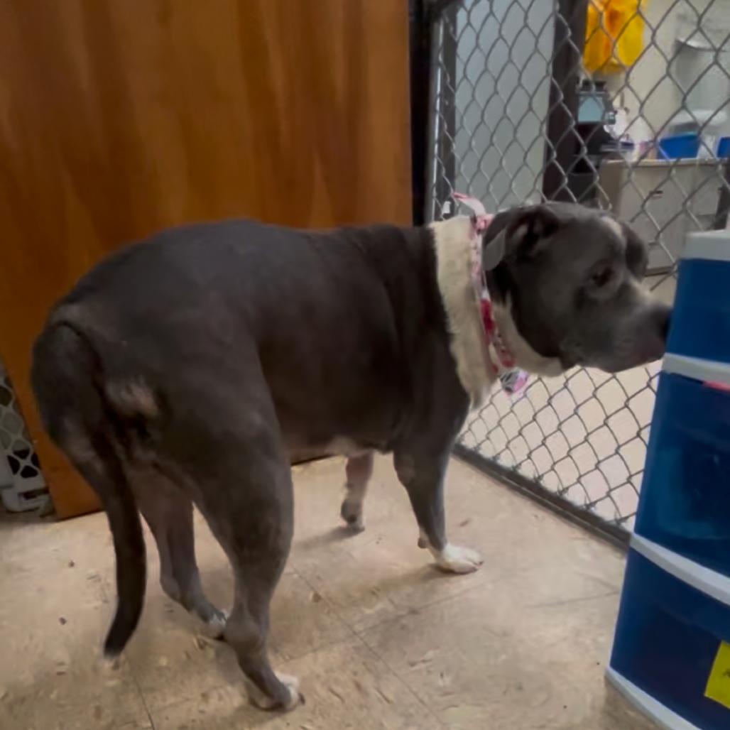 Lilly, a Adoptable mixed breed in Spring Hill, KS image 3/5