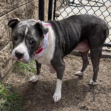 Lilly, a Adoptable mixed breed in Spring Hill, KS image 4/5