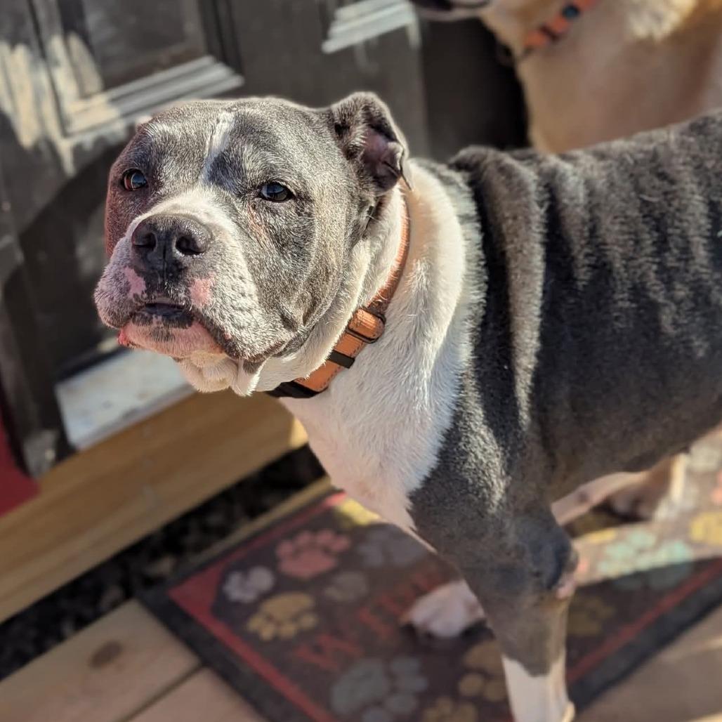 Lilly, a Adoptable mixed breed in Spring Hill, KS image 5/5