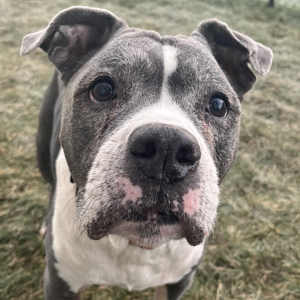 Enlarge Lilly, a Adoptable mixed breed in Spring Hill, KS image 6/6