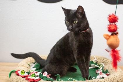 Mystique, Adoptable, Adult Female Domestic Short Hair & Domestic Short Hair.