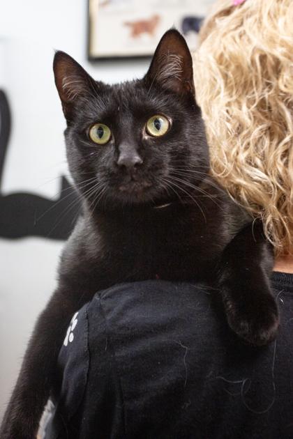 Mystique, a Adoptable Domestic Short Hair in Lebec, CA image 2/3