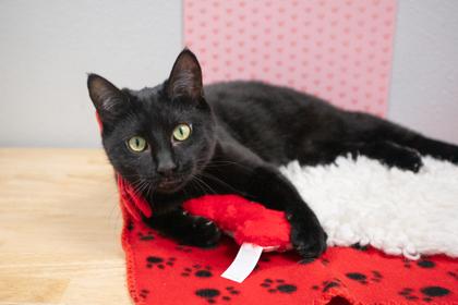 Mystique, Adoptable, Adult Female Domestic Short Hair & Domestic Short Hair.