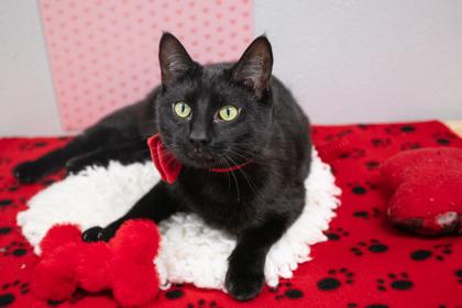 Enlarge Mystique, a Adoptable Domestic Short Hair in Lebec, CA image 2/3