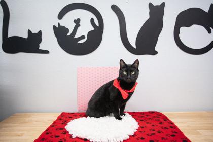 Enlarge Mystique, a Adoptable Domestic Short Hair in Lebec, CA image 3/3