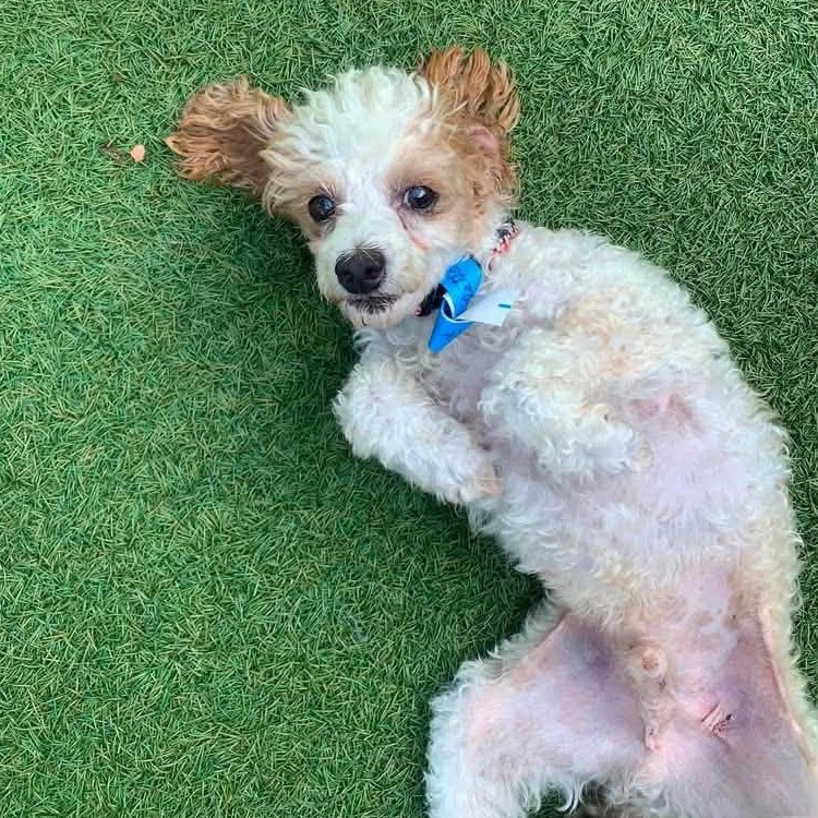 Enlarge Rascal Flatt, a Adopted Poodle (Toy) in Plano, TX image 6/6