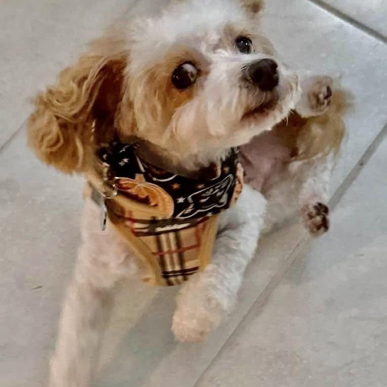 Enlarge Rascal Flatt, a Adopted Poodle (Toy) in Plano, TX image 4/6
