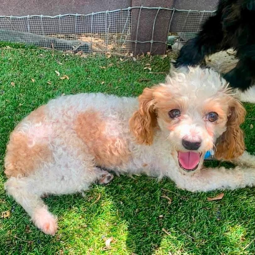 Enlarge Rascal Flatt, a Adopted Poodle (Toy) in Plano, TX image 5/6