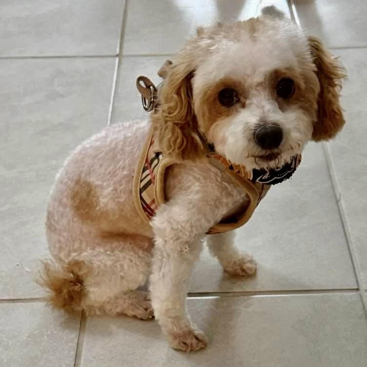 Enlarge Rascal Flatt, a Adopted Poodle (Toy) in Plano, TX image 3/6