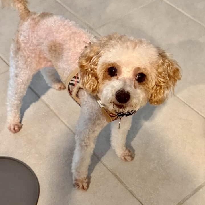 Enlarge Rascal Flatt, a Adopted Poodle (Toy) in Plano, TX image 2/6