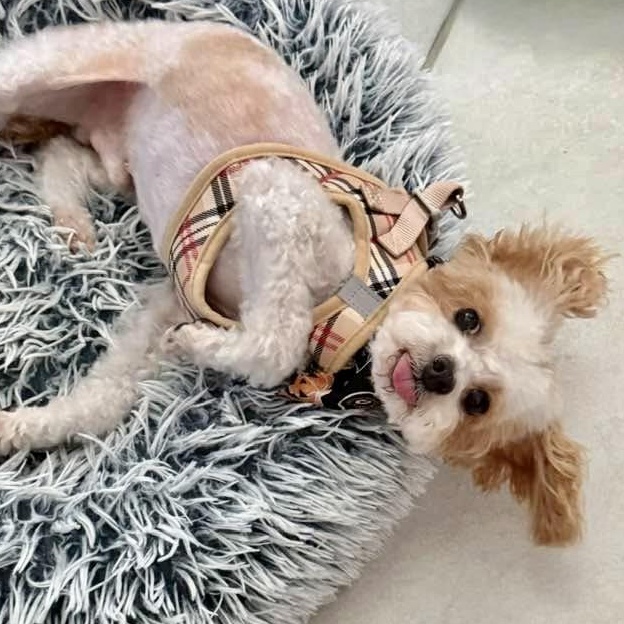 Enlarge Rascal Flatt, a Adopted Poodle (Toy) in Plano, TX image 1/6