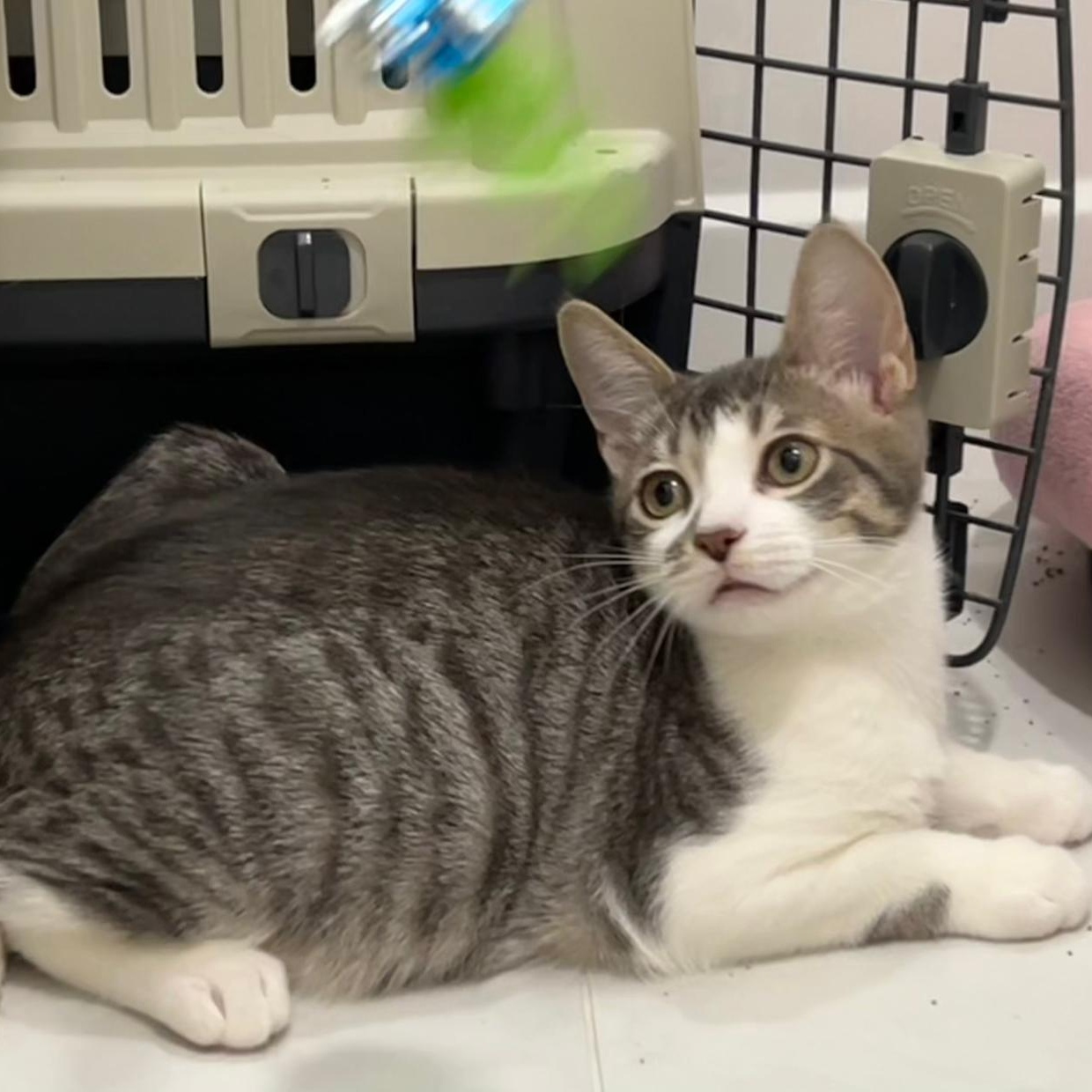 Mikie, a Adoptable Domestic Short Hair in Richmond Hill, ON image 3/6