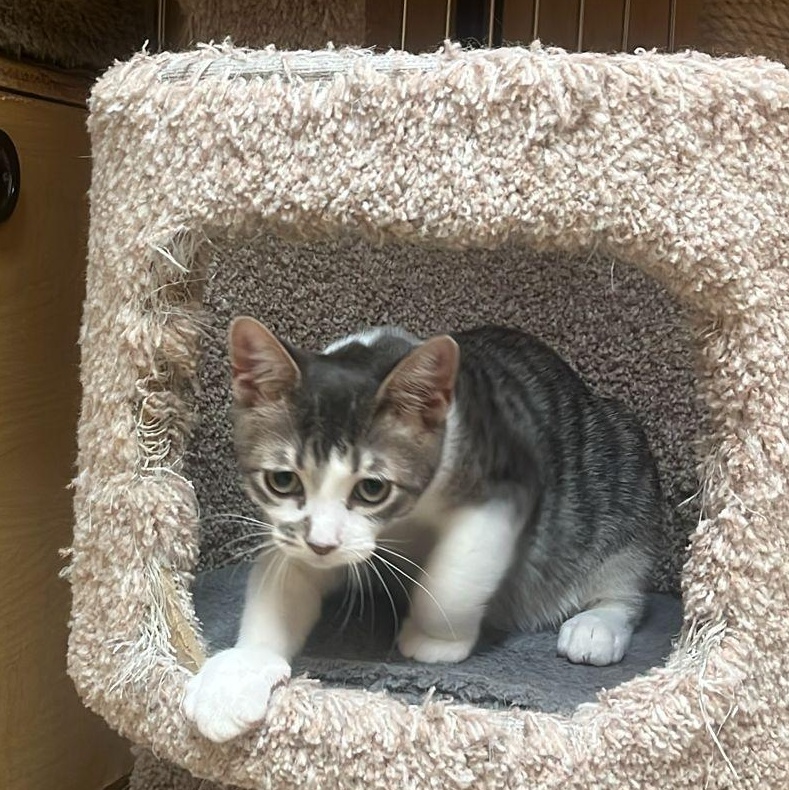 Mikie, a Adoptable Domestic Short Hair in Richmond Hill, ON image 5/6