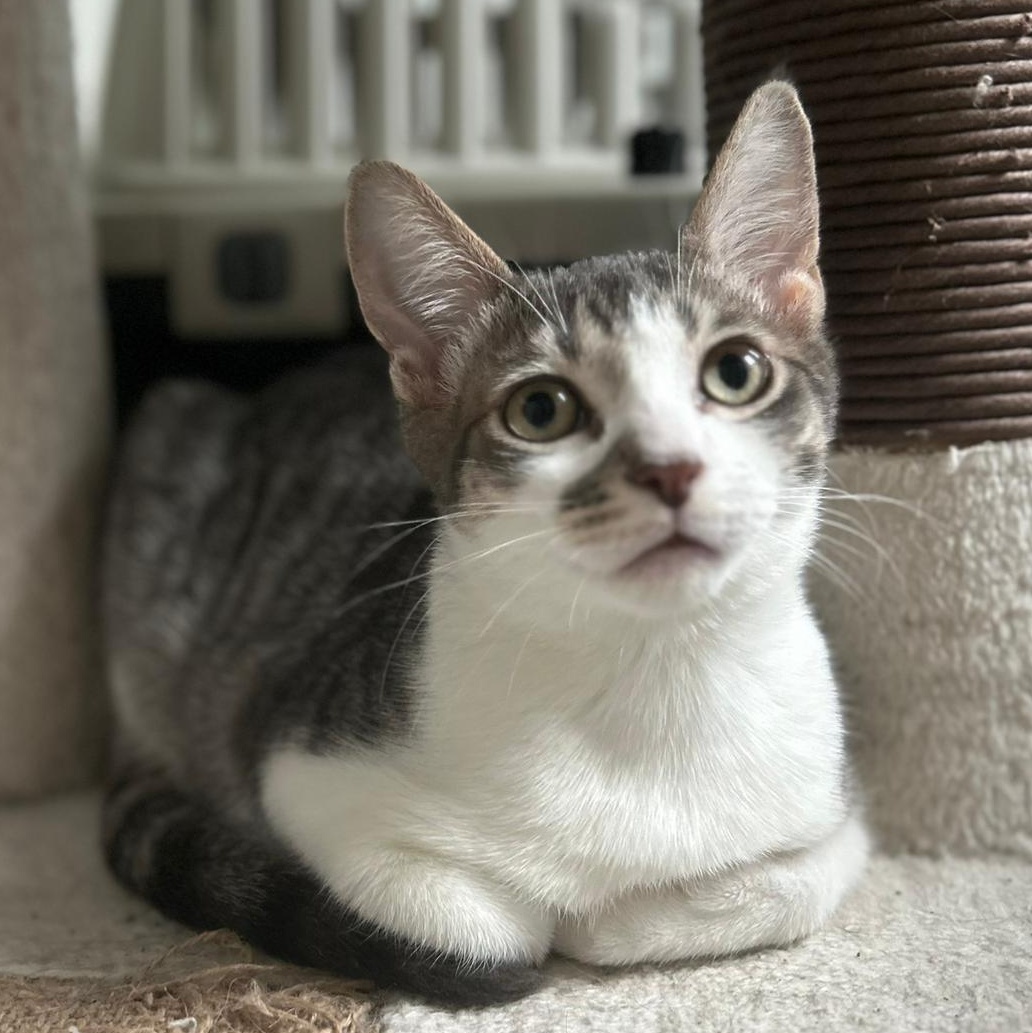 Mikie, a Adoptable Domestic Short Hair in Richmond Hill, ON image 1/6